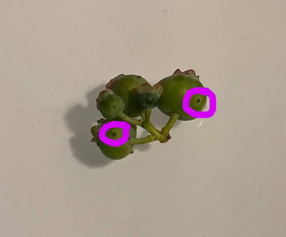 A cluster of unripe blueberries with two purple digital circles surrounding damage. 